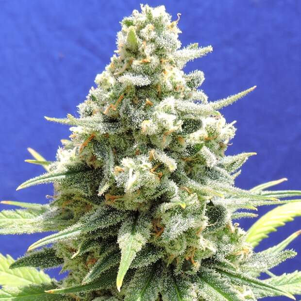 Original Sensible Amnesia Lemon Kush