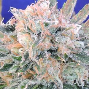 Original Sensible Auto Blueberry Ghost OG