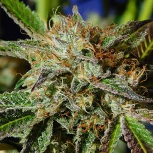 Original Sensible Auto Ghost Cookies