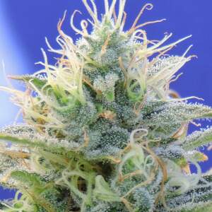 Original Sensible Auto Ghost OG