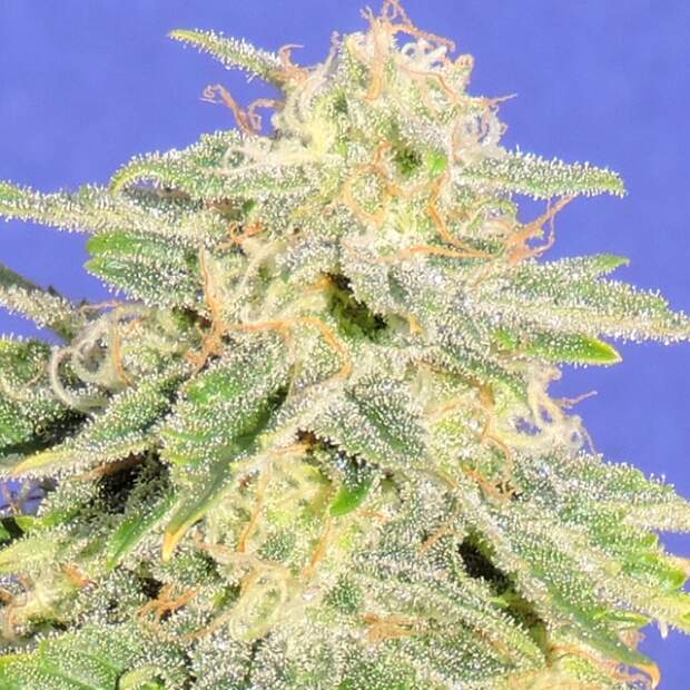 Original Sensible Auto Jack Herer
