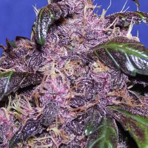 Original Sensible Auto Purple