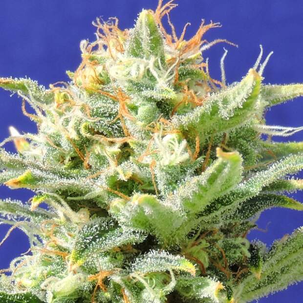 Original Sensible Auto Super Skunk