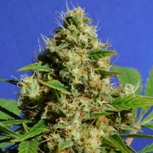 Original Sensible Banana Sherbet