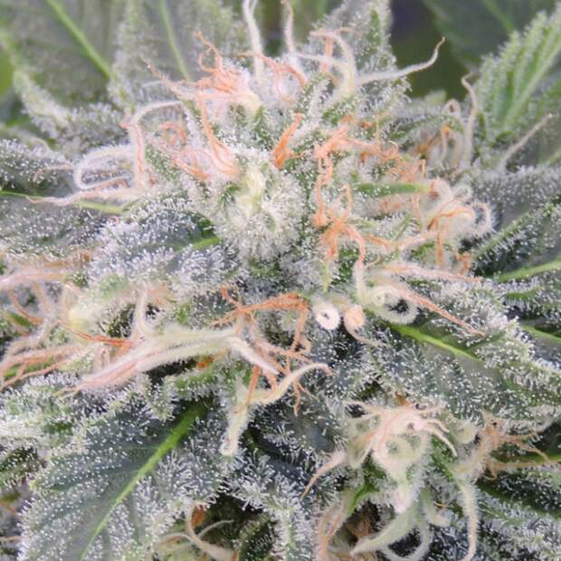 Original Sensible Black Ghost OG