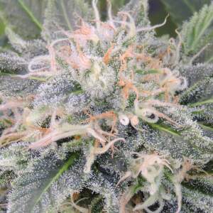 Original Sensible Black Ghost OG