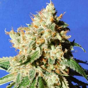 Original Sensible Blueberry Cookies Auto