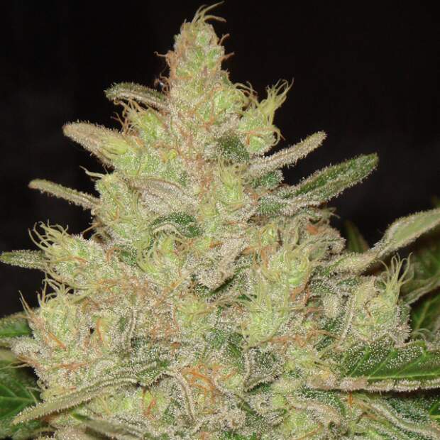Original Sensible Blueberry Ghost OG