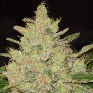 Original Sensible Blueberry Ghost OG