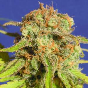 Original Sensible Bruce Banner #3 Auto