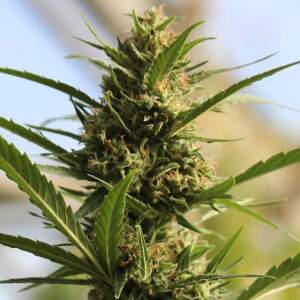 Original Sensible Cannaboom CBD+