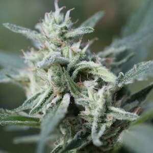 Original Sensible Cannafuel CBD+