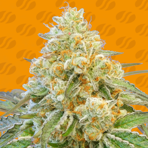 Original Sensible Do-Si-Dos OG