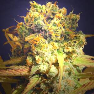 Original Sensible Dr. Bruce Banner CBD