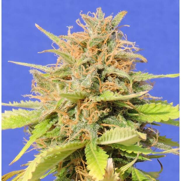 Original Sensible Girl Scout Cookies Auto