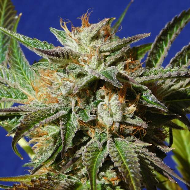 Original Sensible Gorilla Cookies