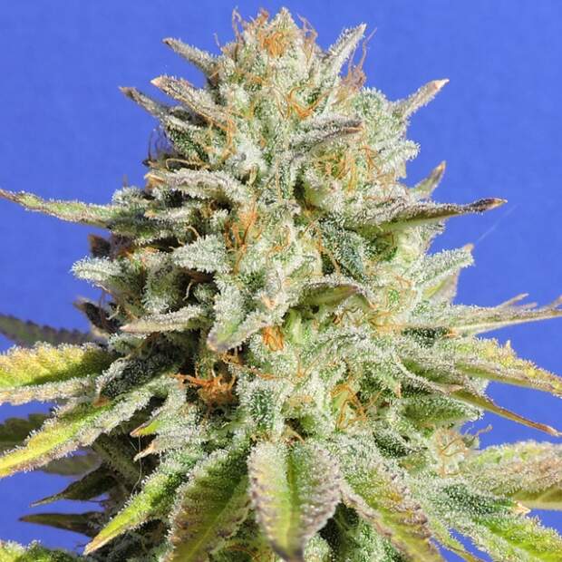 Original Sensible Gorilla Glue # 4
