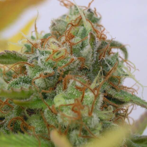 Original Sensible Gorilla Glue #4 Auto