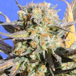 Original Sensible Grandaddy Black