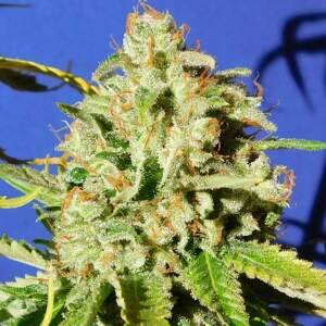 Original Sensible Orange Diesel Auto
