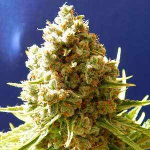 Original Sensible Pure Kush