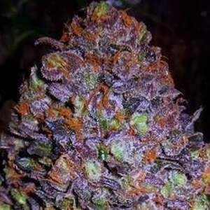 Original Sensible Purple Haze Auto