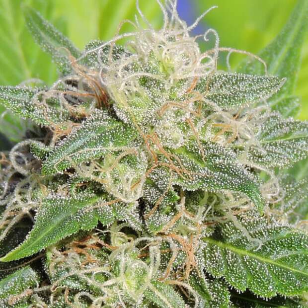 Original Sensible Super Auto Lemon Haze