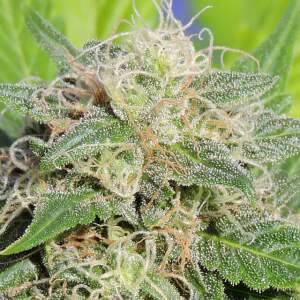 Original Sensible Super Auto Lemon Haze