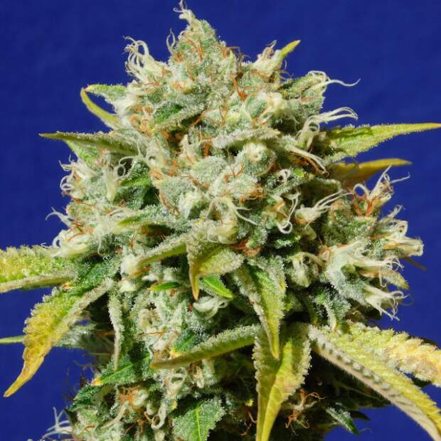 Original Sensible Sweet Peach Auto CBD