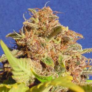 Original Sensible Wedding Cake Auto