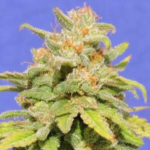 Original Sensible White Crystal Meth Auto