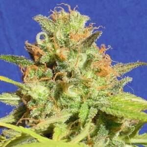 Original Sensible Zkittlez Auto