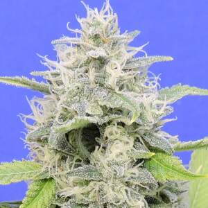 Original Sensible Zkittzy Gorilla