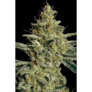 Paradise Seeds Allkush