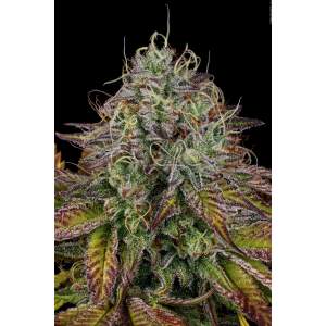 Paradise Seeds Apricot Candy