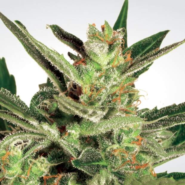 Paradise Seeds Automaria II
