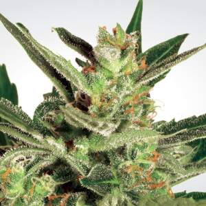 Paradise Seeds Automaria II