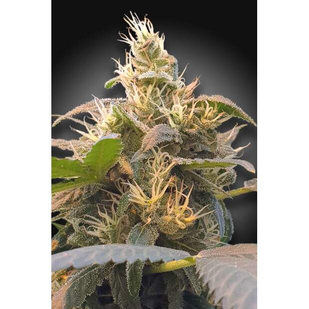 Paradise Seeds CBDenergy