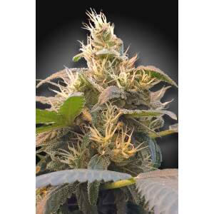 Paradise Seeds CBDenergy