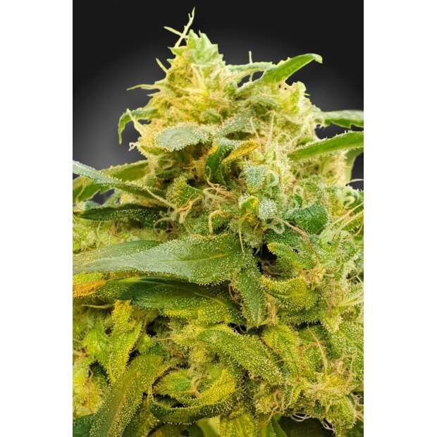 Paradise Seeds CBDivine