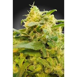 Paradise Seeds CBDivine