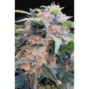 Paradise Seeds CBDream