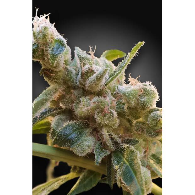 Paradise Seeds CBDrelax