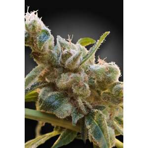 Paradise Seeds CBDrelax