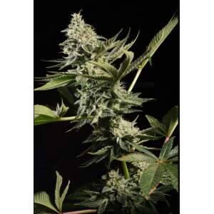 Paradise Seeds Glowstarz