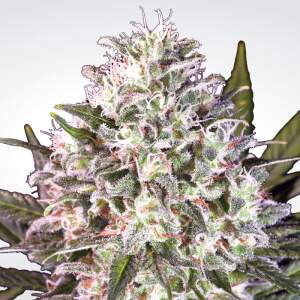 Paradise Seeds Space Cookies