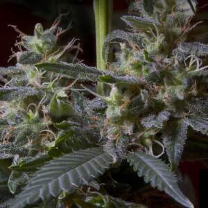 Paradise Seeds Sweet Purple