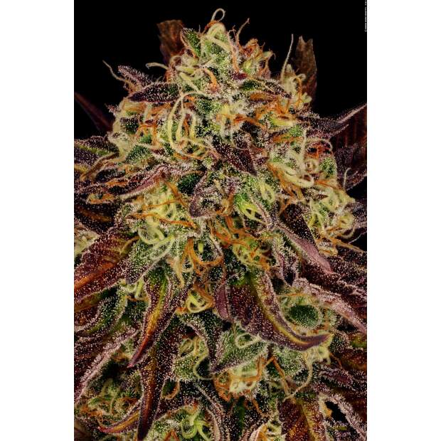 Paradise Seeds Tangerine Sorbet