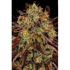 Paradise Seeds Tangerine Sorbet