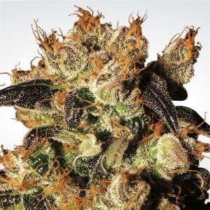Paradise Seeds White Berry